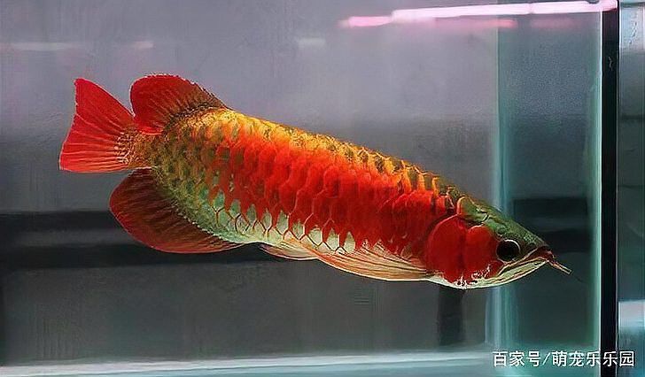 龍魚繁殖難度高嗎？