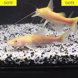 黃金貓魚可以與龍魚混養嗎：黃金貓魚與龍魚混養好不好養活 黃金貓魚可以與龍魚混養嗎：黃金貓魚與龍魚混養好不好養活 龍魚百科 第1張