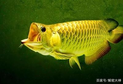 好的金龍魚的品相圖片：金龍魚品相鑒定標(biāo)準(zhǔn)
