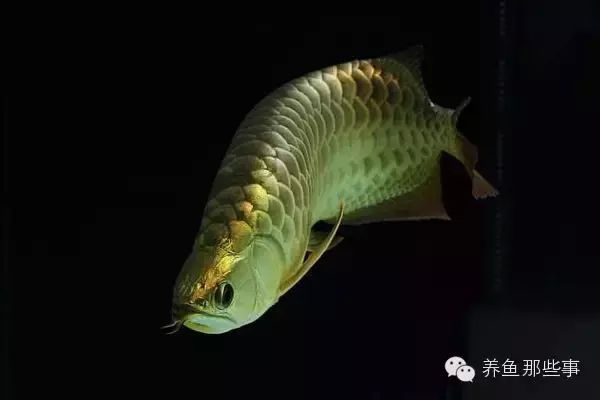 金龍魚(yú)的品種和等級(jí)是什么關(guān)系啊（金龍魚(yú)品種與等級(jí)的劃分）