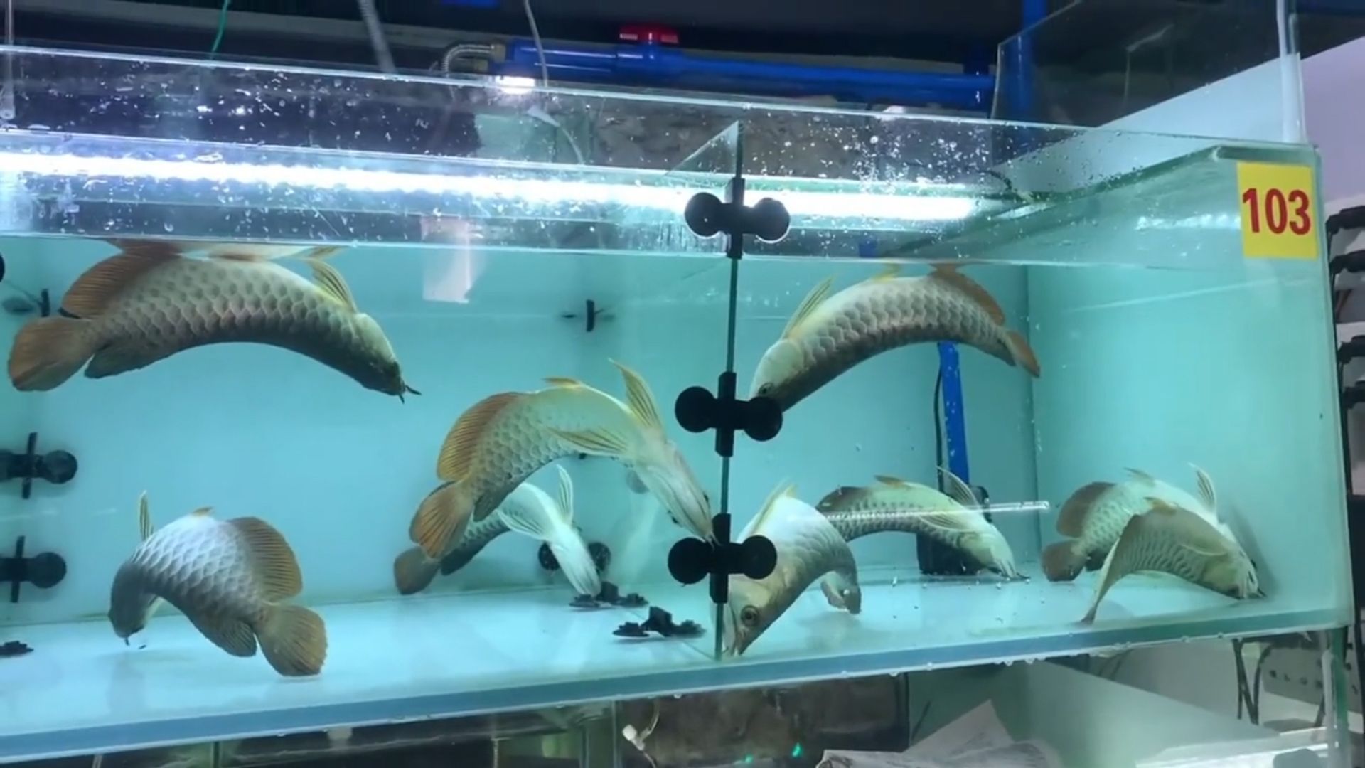 龍魚翻白肚但是沒死：龍魚出現翻白肚怎么辦