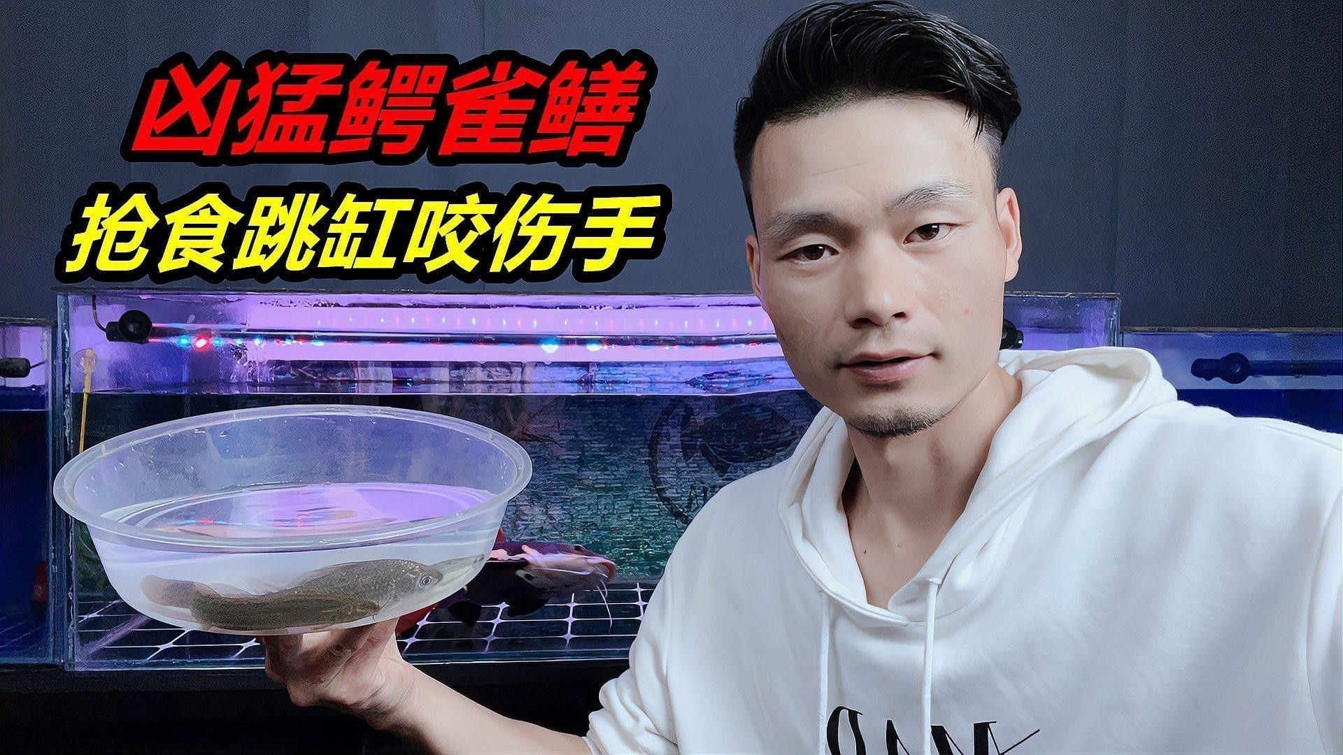 巨暴魚可以和龍魚混養(yǎng)嗎