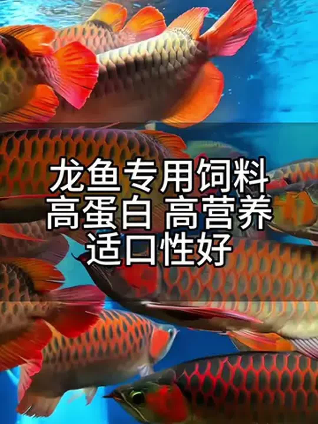 有哪些紅龍魚專用飼料推薦？