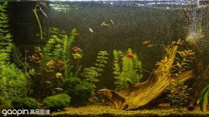 金龍魚缸用什么背景好：金龍魚缸用什么背景好金龍魚缸用什么背景好 金龍魚缸用什么背景好：金龍魚缸用什么背景好金龍魚缸用什么背景好 龍魚百科 第2張