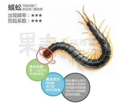 龍魚喂蜈蚣多久喂一次好：龍魚喂蜈蚣多久喂一次好呢？