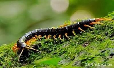 龍魚喂蜈蚣的原因主要有兩個：龍魚玩家常用各種方法來促進龍魚發色：龍魚為什么喜歡喂蜈蚣