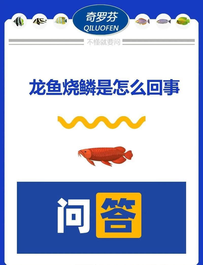 龍魚炸鱗最有效簡單