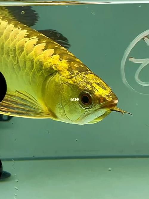 有沒有龍魚壁紙高清版？