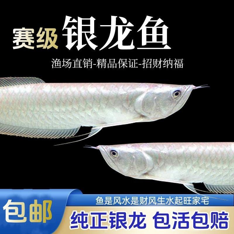 有沒有小型的龍魚苗出售