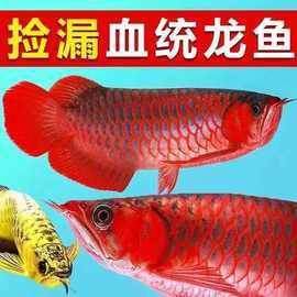 有沒有小型的龍魚苗出售