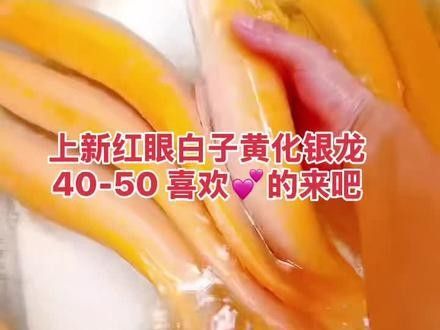 銀龍魚會變金色嗎視頻