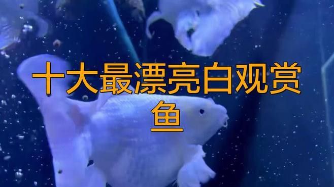 有哪些知名的白金龍魚品種？