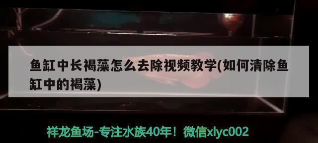 半圓形魚缸安裝圖解法（半圓形魚缸選購指南）