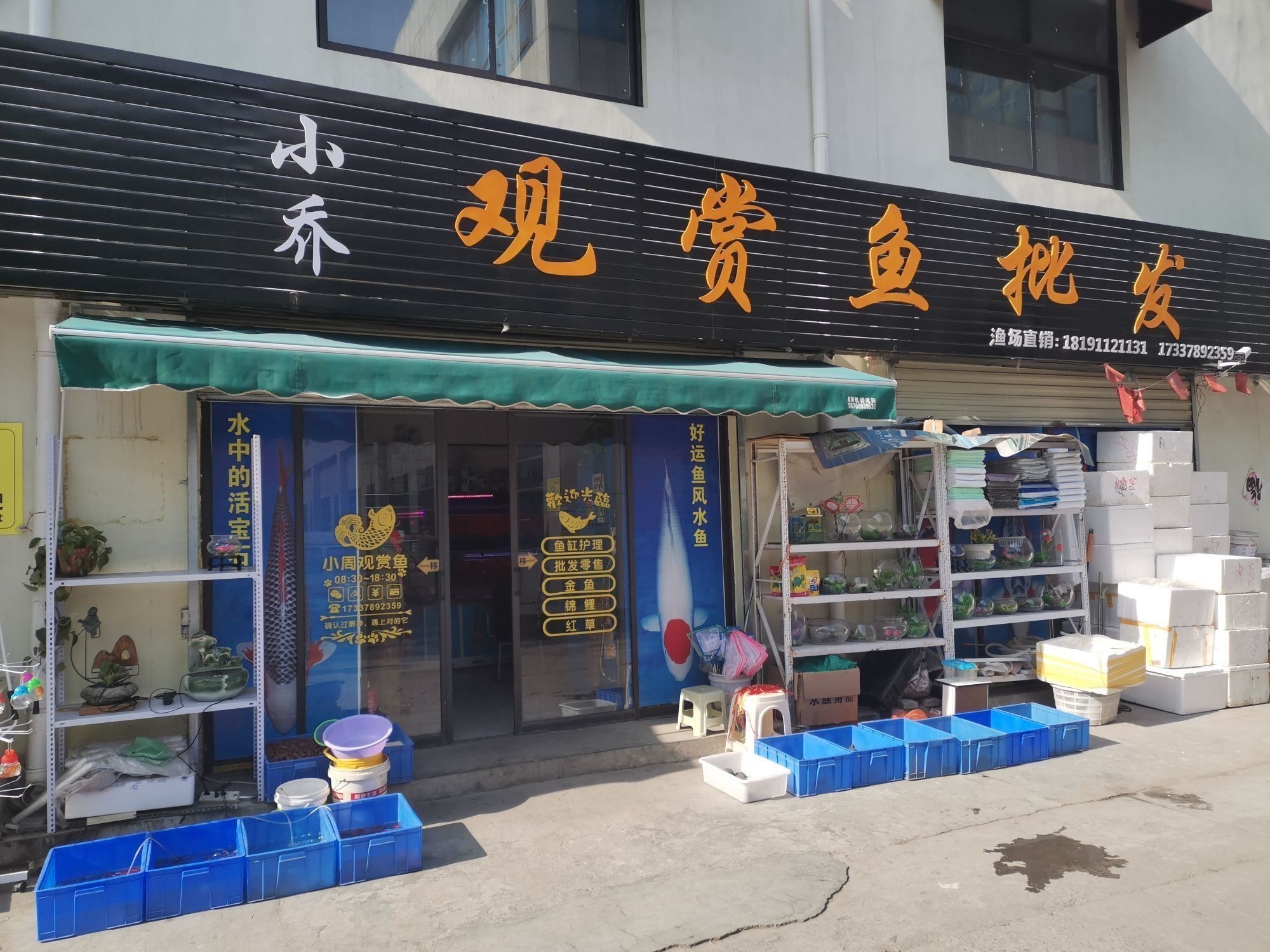 西安龍魚批發在哪里進貨便宜 西安龍魚批發在哪里進貨便宜 龍魚百科 第1張