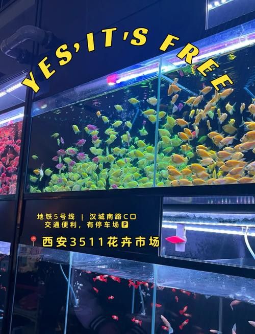 西安龍魚批發在哪里進貨便宜 西安龍魚批發在哪里進貨便宜 龍魚百科 第3張