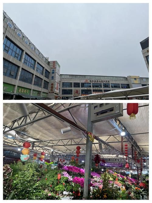 西安龍魚批發在哪里進貨便宜 西安龍魚批發在哪里進貨便宜 龍魚百科 第4張