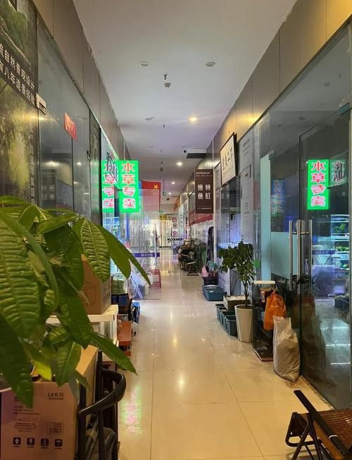 西安龍魚批發在哪里進貨便宜 西安龍魚批發在哪里進貨便宜 龍魚百科 第6張