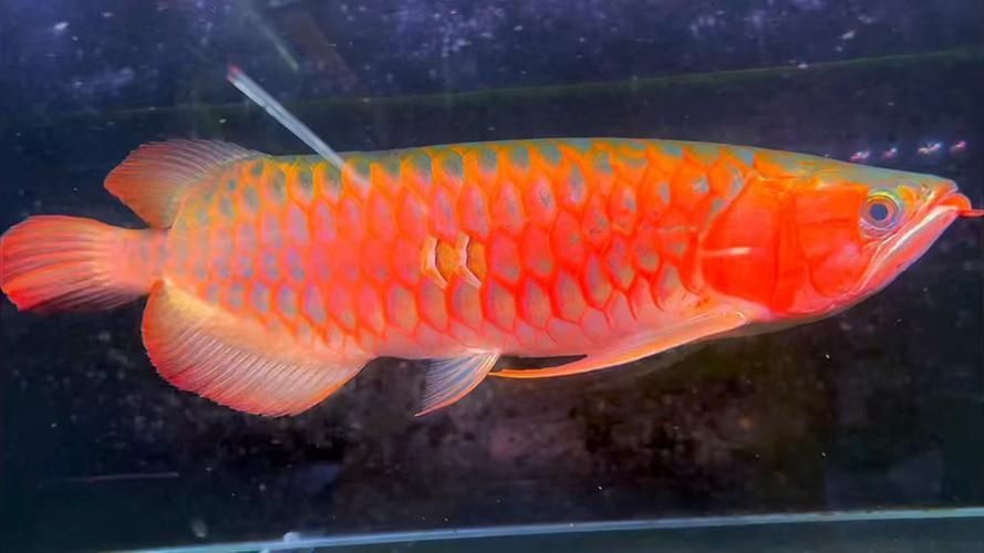 高端紅龍魚照片