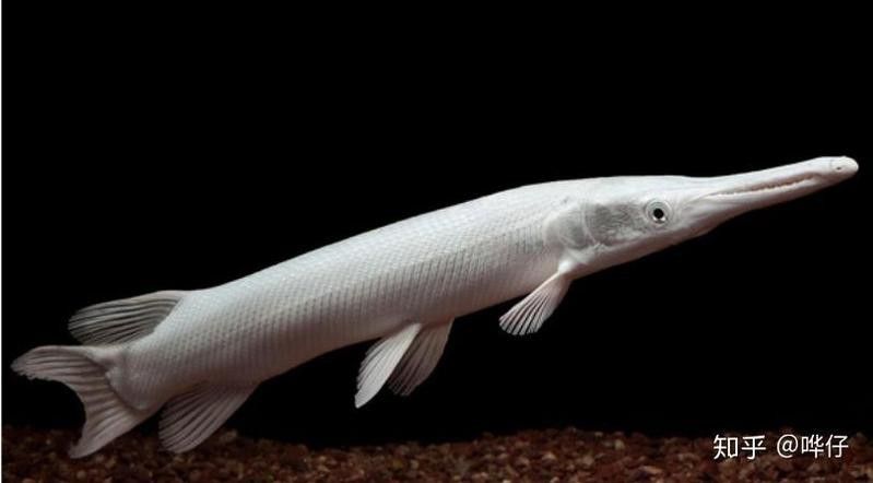 火箭魚能和龍魚混養(yǎng)嗎？