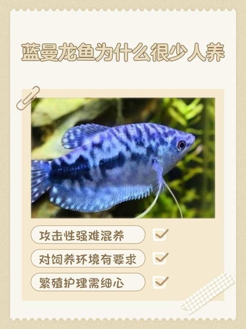 曼龍魚的種類及圖片大全 龍魚百科 第3張 曼龍魚的種類及圖片大全 曼龍魚的種類及圖片大全 龍魚百科 第3張
