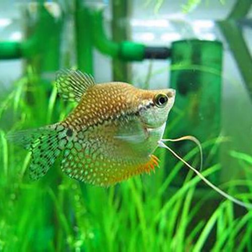 曼龍魚的種類及圖片大全 龍魚百科 第11張 曼龍魚的種類及圖片大全 曼龍魚的種類及圖片大全 龍魚百科 第11張