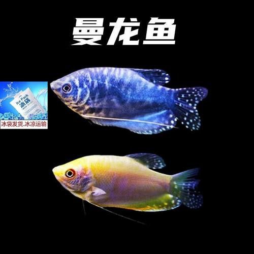 曼龍魚的種類及圖片大全 龍魚百科 第13張 曼龍魚的種類及圖片大全 曼龍魚的種類及圖片大全 龍魚百科 第13張