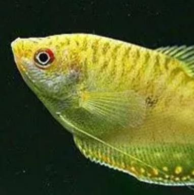 曼龍魚的種類及圖片大全 龍魚百科 第24張 曼龍魚的種類及圖片大全 曼龍魚的種類及圖片大全 龍魚百科 第24張