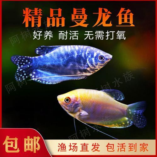 曼龍魚的種類及圖片大全 龍魚百科 第27張 曼龍魚的種類及圖片大全 曼龍魚的種類及圖片大全 龍魚百科 第27張