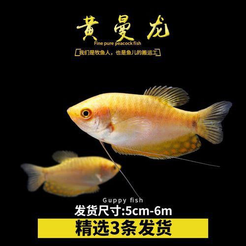 曼龍魚的種類及圖片大全 龍魚百科 第28張 曼龍魚的種類及圖片大全 曼龍魚的種類及圖片大全 龍魚百科 第28張