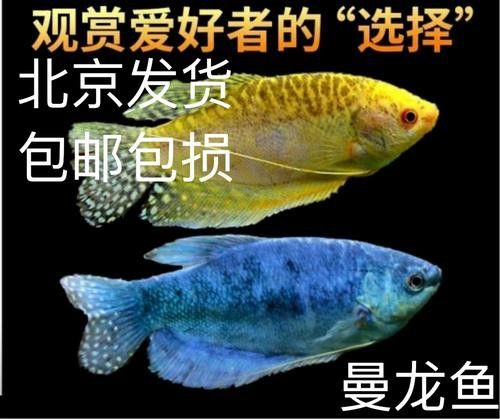 曼龍魚的種類及圖片大全 龍魚百科 第26張 曼龍魚的種類及圖片大全 曼龍魚的種類及圖片大全 龍魚百科 第26張