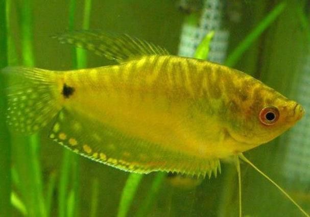 曼龍魚的種類及圖片大全 龍魚百科 第37張 曼龍魚的種類及圖片大全 曼龍魚的種類及圖片大全 龍魚百科 第37張