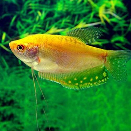 曼龍魚的種類及圖片大全 龍魚百科 第38張 曼龍魚的種類及圖片大全 曼龍魚的種類及圖片大全 龍魚百科 第38張