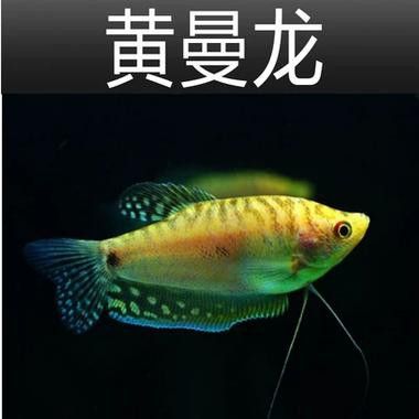 曼龍魚的種類及圖片大全 龍魚百科 第40張 曼龍魚的種類及圖片大全 曼龍魚的種類及圖片大全 龍魚百科 第40張