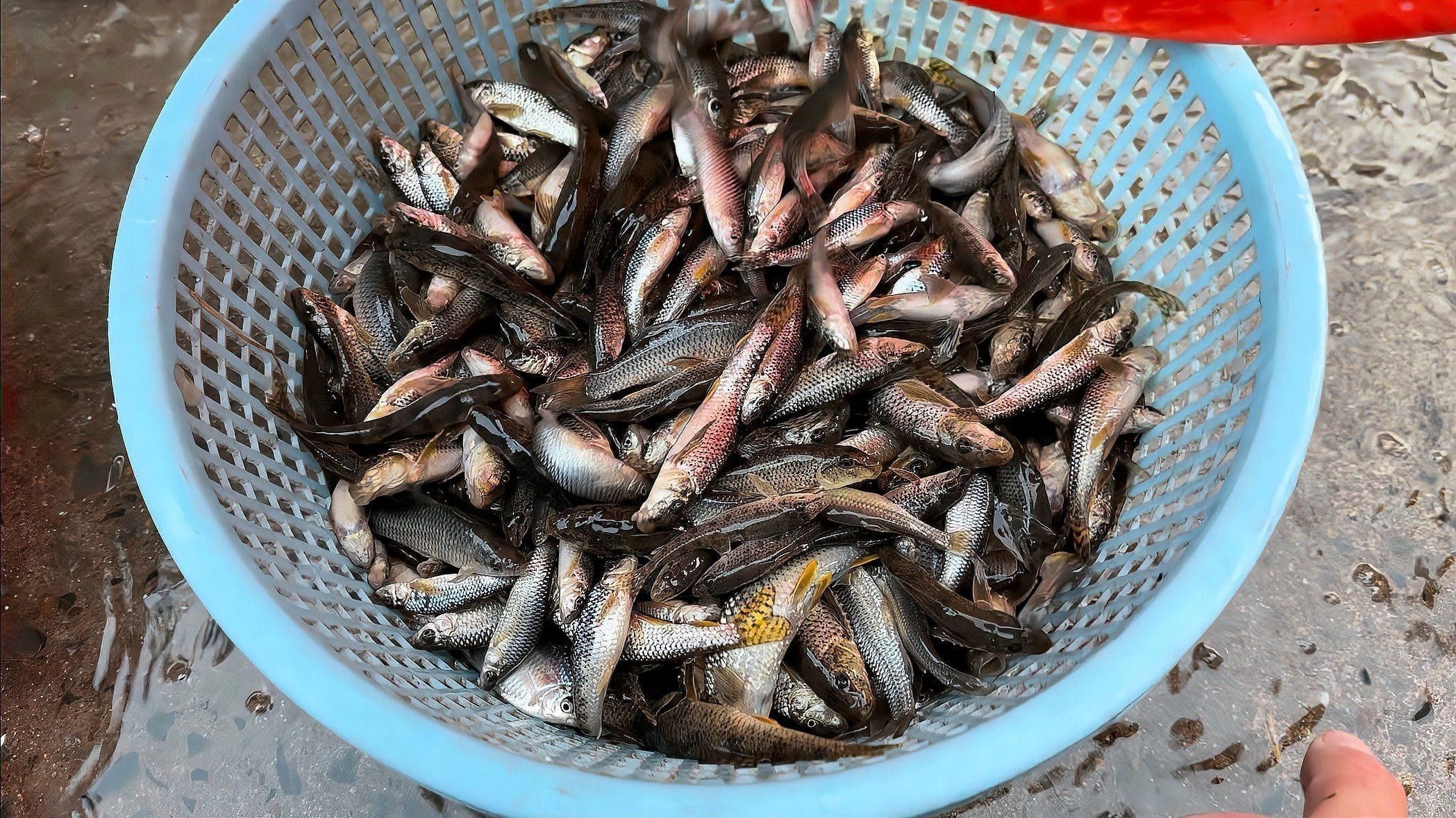 有哪些品牌的古龍魚飼料推薦？