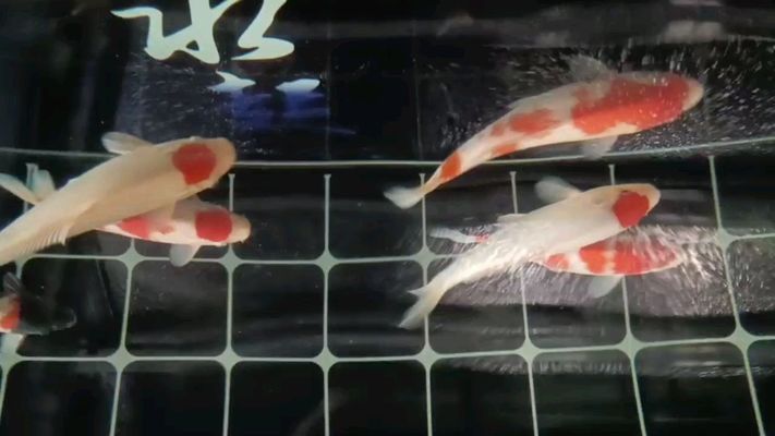 龍魚怎么打包裝食物：龍魚的飼養方法和注意事項