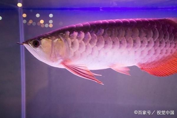 龍魚喂什么發色快一點好看呢（如何自制龍魚增色食譜）