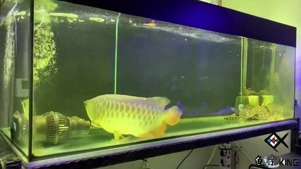龍魚驚嚇趴缸多久能恢復正常生活：龍魚驚嚇趴缸多久能恢復正常生活龍魚驚嚇趴缸多久能恢復 龍魚驚嚇趴缸多久能恢復正常生活：龍魚驚嚇趴缸多久能恢復正常生活龍魚驚嚇趴缸多久能恢復 龍魚百科 第3張