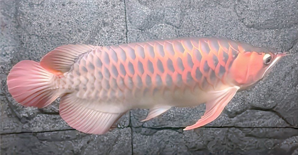 紅龍魚多久不吃會餓死?