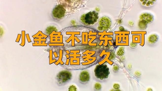 紅龍魚多久不吃會餓死?