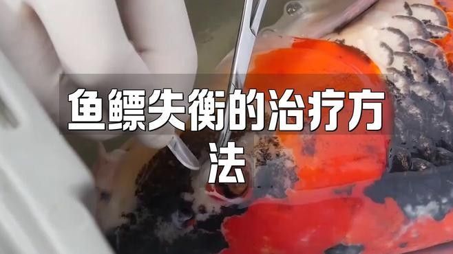 銀龍魚豎著頭朝下 銀龍魚豎著頭朝下 龍魚百科 第15張