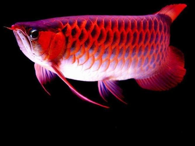 銀龍魚豎著頭朝下 龍魚百科 第5張 銀龍魚豎著頭朝下 銀龍魚豎著頭朝下 龍魚百科 第5張