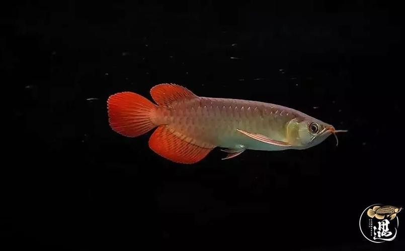 銀龍魚豎著頭朝下 龍魚百科 第8張 銀龍魚豎著頭朝下 銀龍魚豎著頭朝下 龍魚百科 第8張