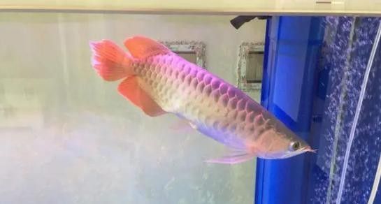 銀龍魚豎著頭朝下 龍魚百科 第1張 銀龍魚豎著頭朝下 銀龍魚豎著頭朝下 龍魚百科 第1張
