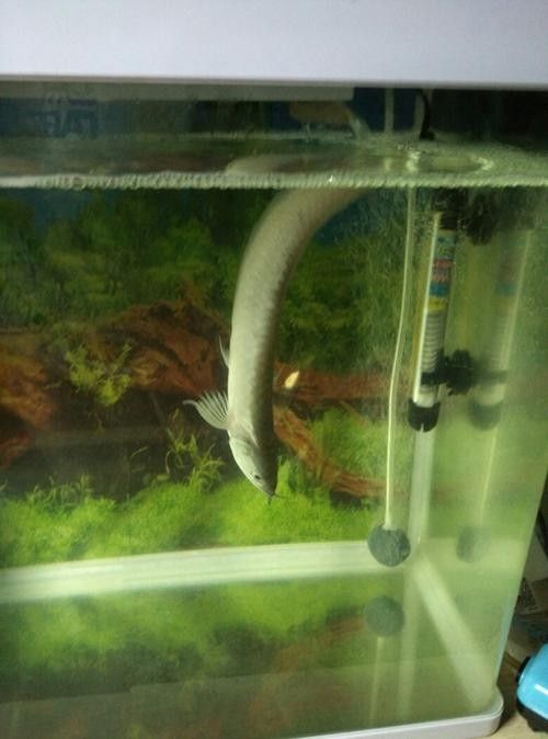 銀龍魚豎著頭朝下 龍魚百科 第4張 銀龍魚豎著頭朝下 銀龍魚豎著頭朝下 龍魚百科 第4張