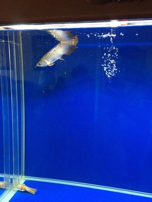 銀龍魚豎著頭朝下 龍魚百科 第7張 銀龍魚豎著頭朝下 銀龍魚豎著頭朝下 龍魚百科 第7張