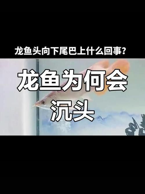 銀龍魚豎著頭朝下 龍魚百科 第9張 銀龍魚豎著頭朝下 銀龍魚豎著頭朝下 龍魚百科 第9張