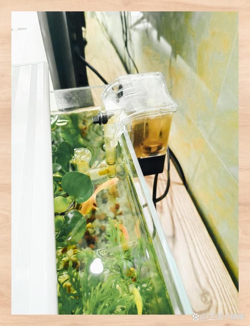 龍魚和烏龜混養需要哪些過濾器？ 龍魚和烏龜混養需要哪些過濾器？ 龍魚百科 第1張