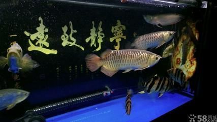 25cm過背金龍魚的價格是多少錢一條（25cm的過背金龍魚價格不一以下是不同來源的價格信息）