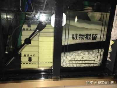 龍魚頭朝上尾朝下還能救活嗎，龍魚頭朝上尾朝下怎么辦