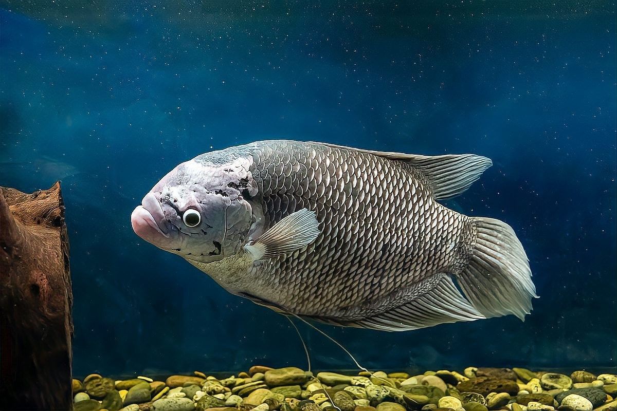 龍魚感染內寄或外寄會自愈嗎？ 龍魚感染內寄或外寄會自愈嗎？ 龍魚百科 第2張